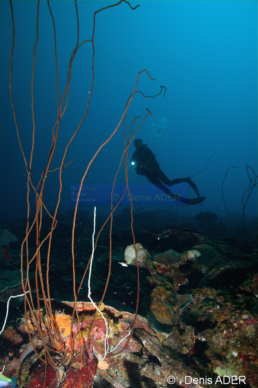 Cirrhipathes leutkeni corail fil de fer Ambiance Catherine-Bonaire Tolo-30m-20180223-Denis-ADER-DSC_7675_tn.jpg